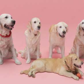 现代宠物狗3D模型下载